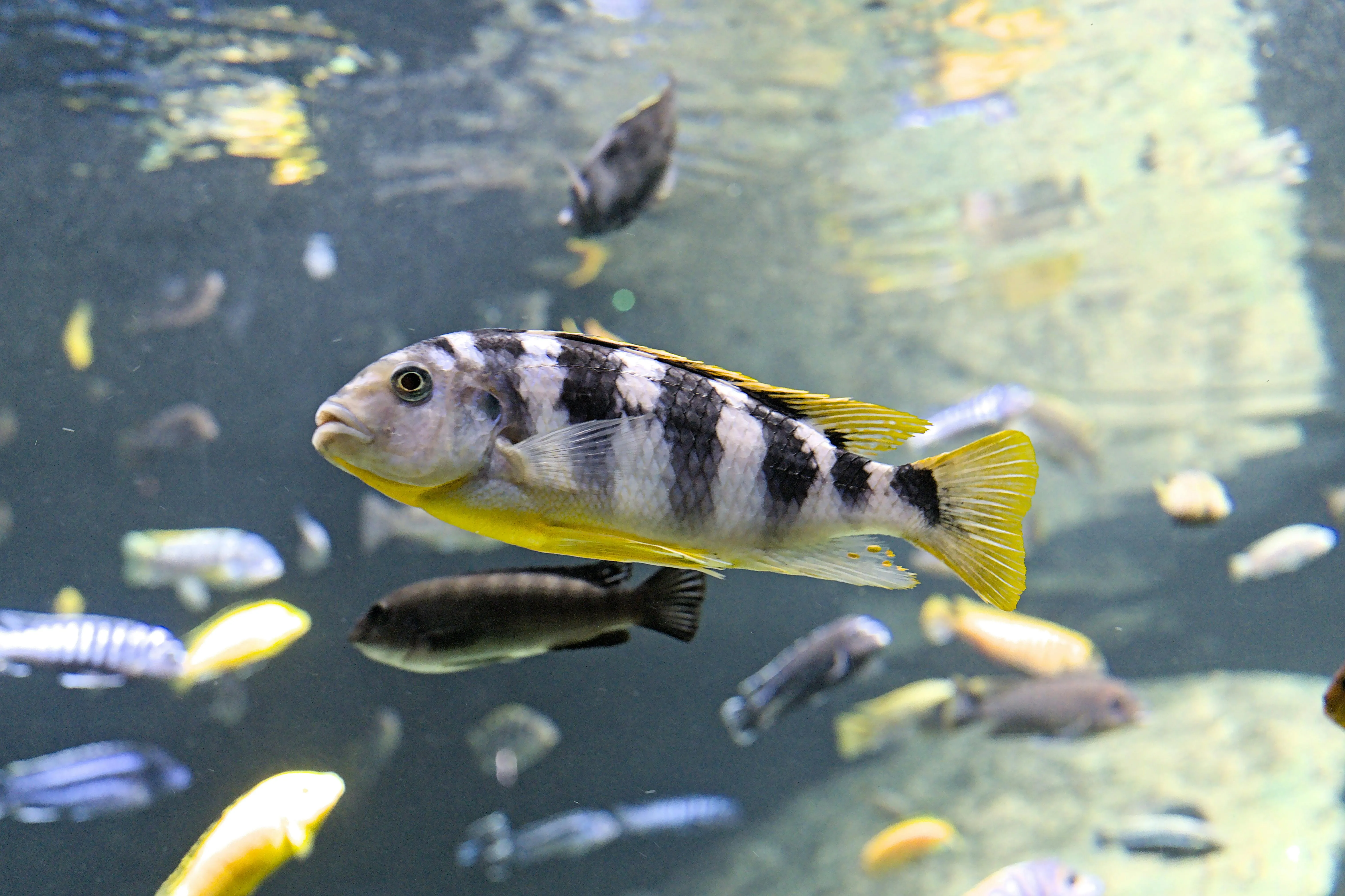 Colourful cichlid fish in Lake Malawi
